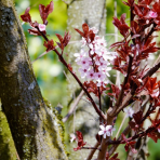 Okrasná slivka (Prunus × cistena) - výška 150-170 cm, kont. C25L - NA KMIENKU